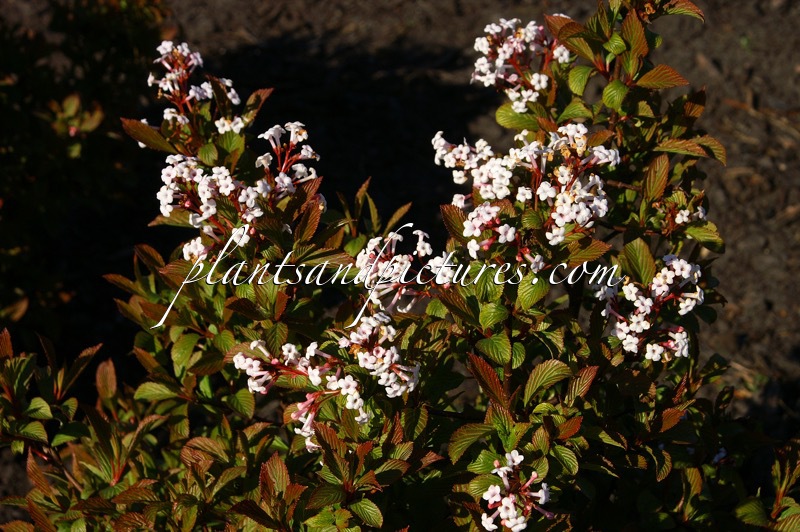 Viburnum farreri ‘Fioretta’