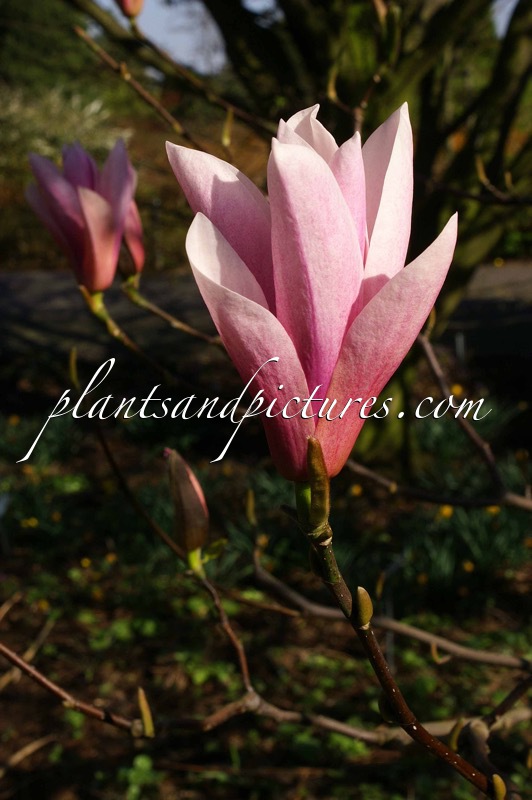 Magnolia ‘Heaven Scent’
