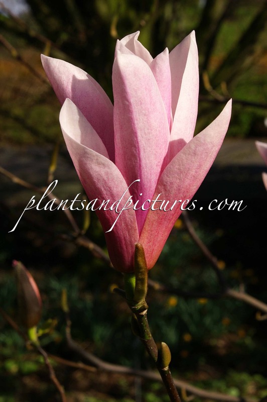 Magnolia ‘Heaven Scent’