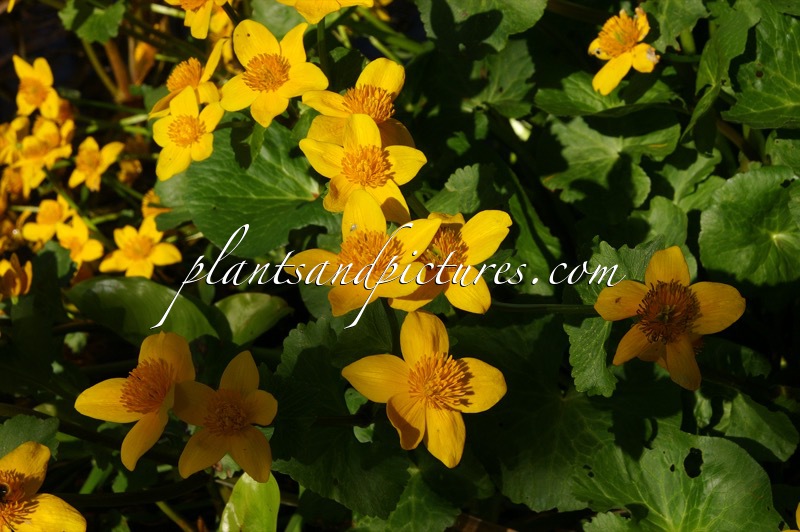 Caltha palustris