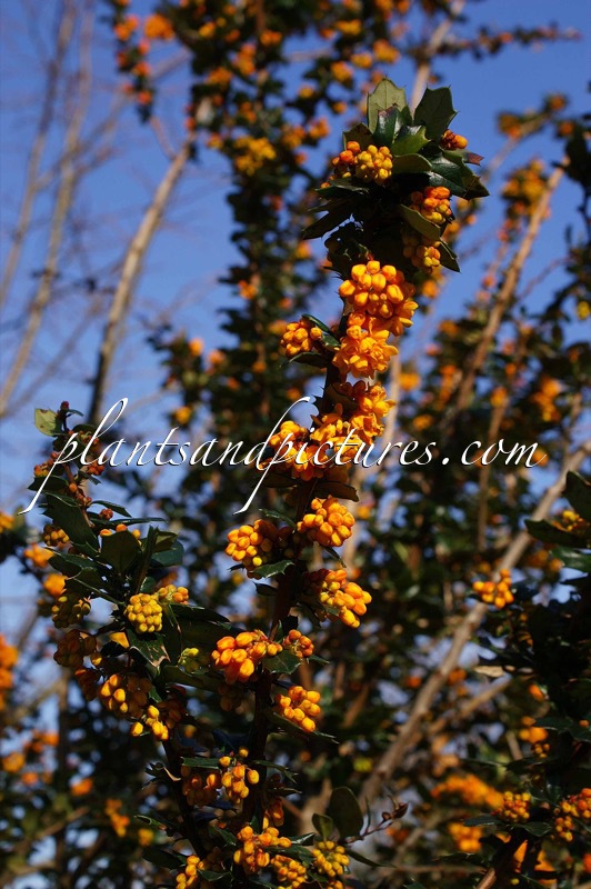 Berberis lologensis ‘Mystery Fire’