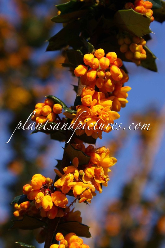 Berberis lologensis ‘Mystery Fire’