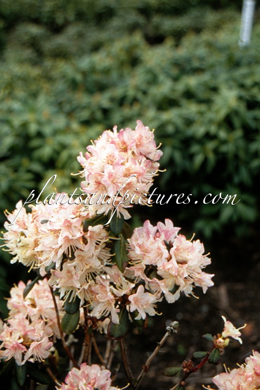 Rhododendron racemosum ‘Apricot Beauty’