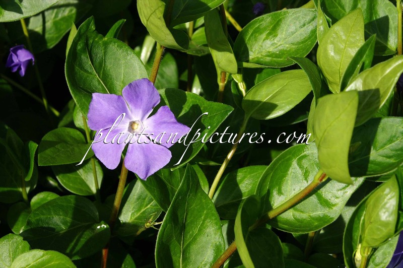 Vinca major