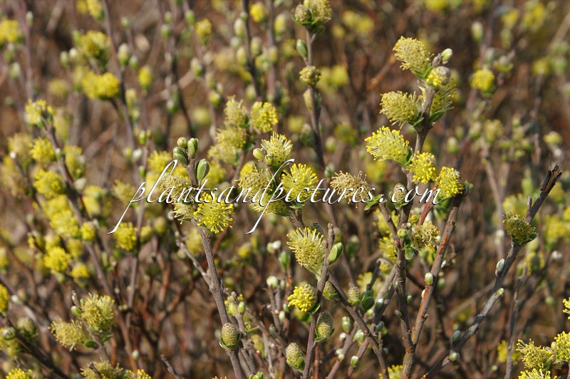 Salix repens