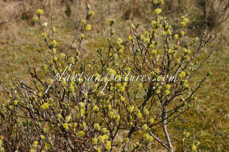 Salix repens