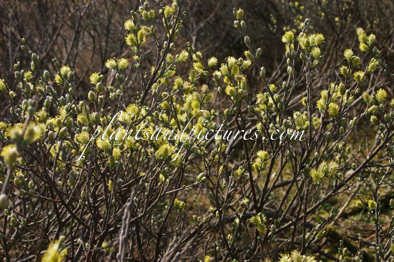 Salix repens