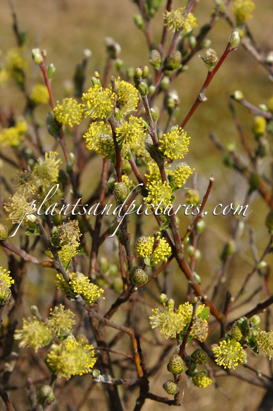 Salix repens