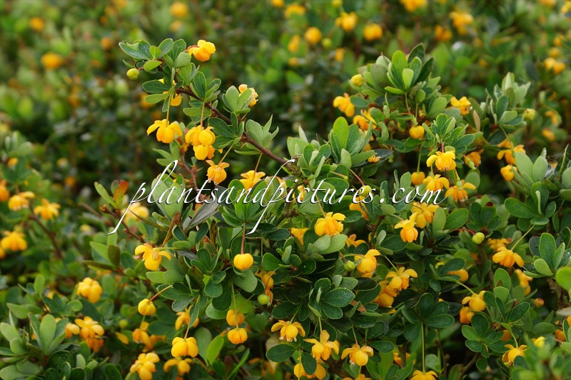 Berberis buxifolia ‘Nana’