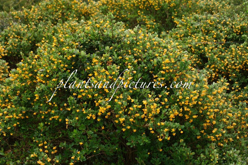 Berberis buxifolia ‘Nana’