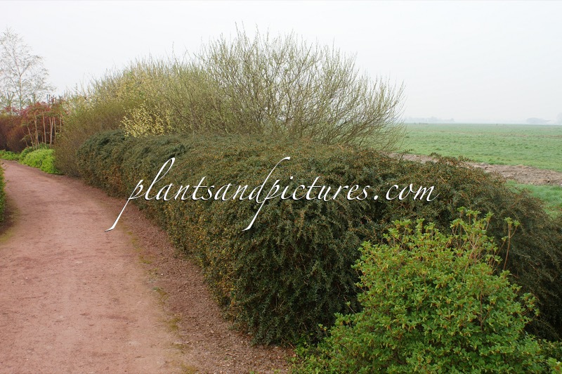 Berberis frikartii ‘Amstelveen’