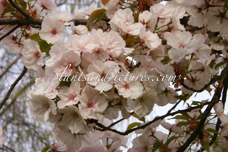 Prunus serrulata ‘Sunset Boulevard’