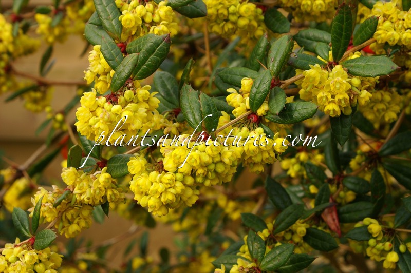 Berberis julianae