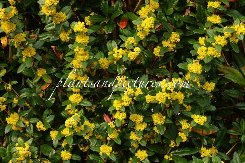 Berberis julianae