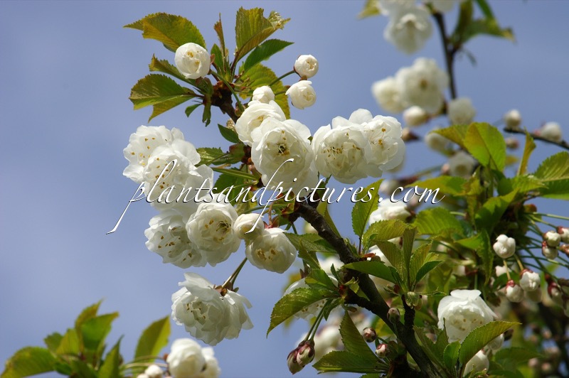 Prunus avium ‘Plena’