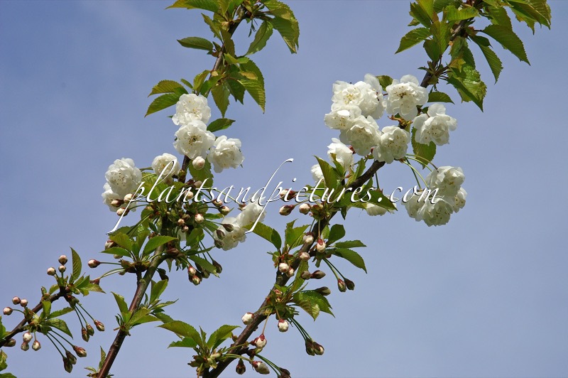 Prunus avium ‘Plena’