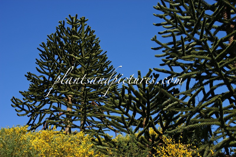 Araucaria araucana