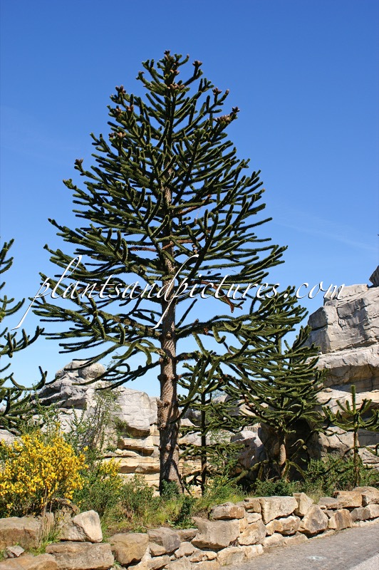 Araucaria araucana