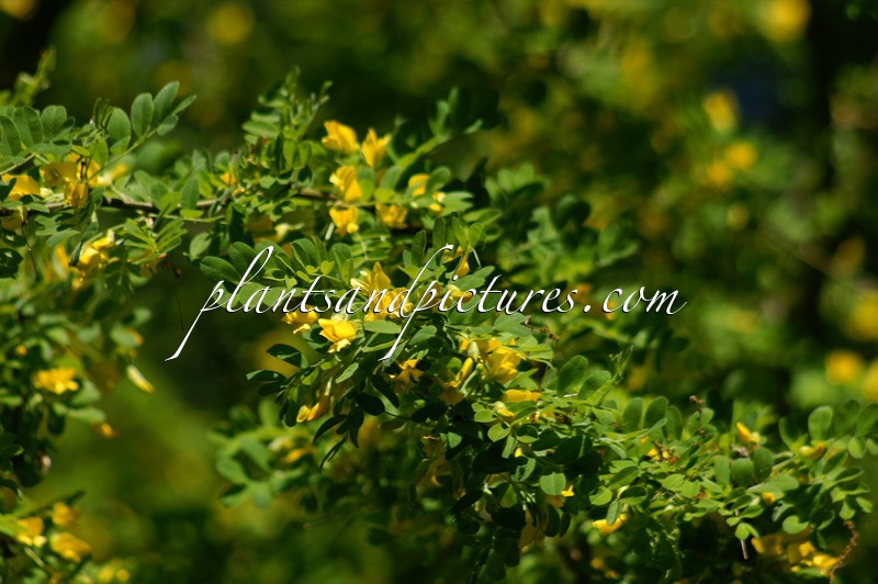 Caragana arborescens