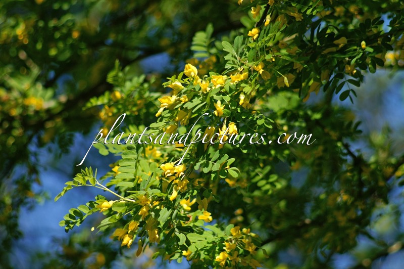 Caragana arborescens