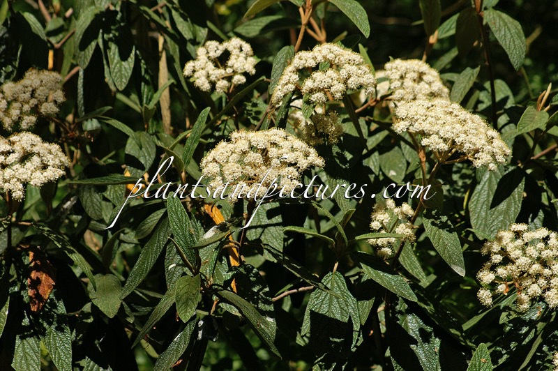 Viburnum rhytidophyllum