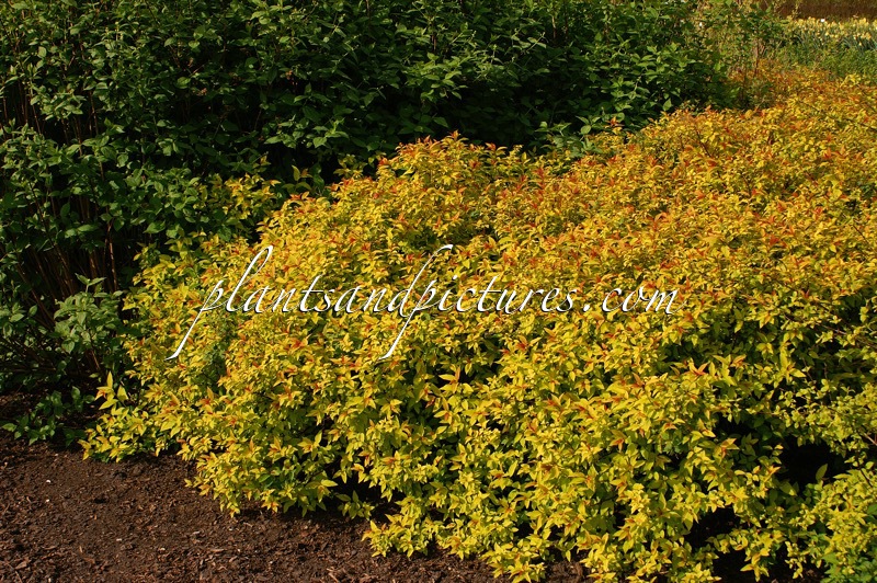 Spiraea japonica ‘Goldflame’