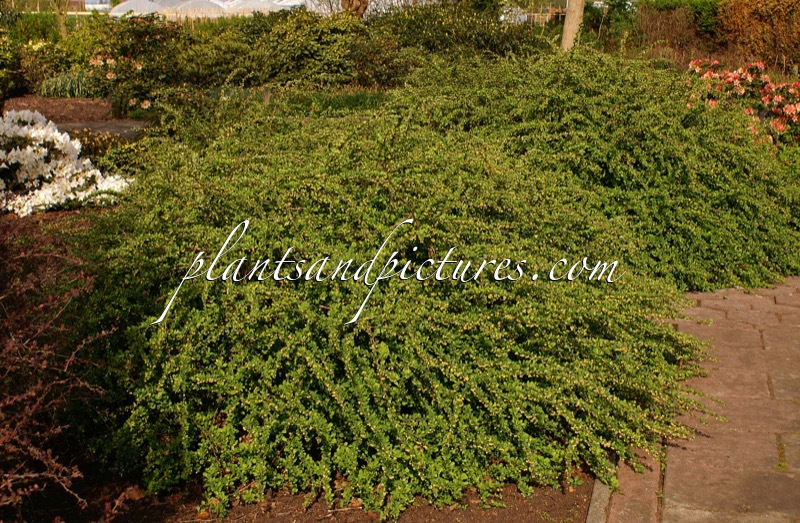 Berberis thunbergii ‘Green Carpet’