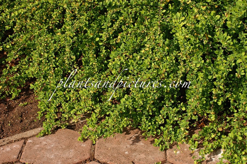 Berberis thunbergii ‘Green Carpet’