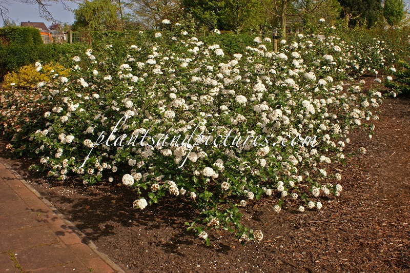 Viburnum burkwoodii ‘Annika’