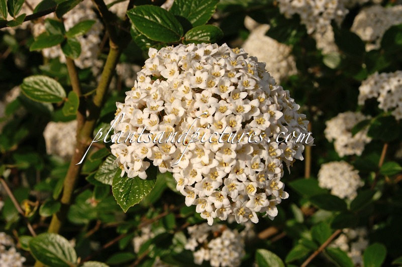 Viburnum burkwoodii ‘Annika’