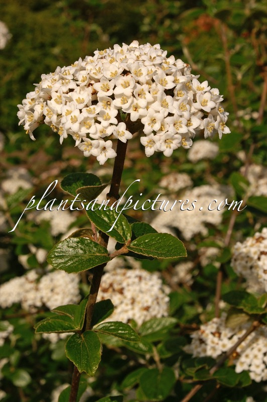 Viburnum burkwoodii ‘Annika’