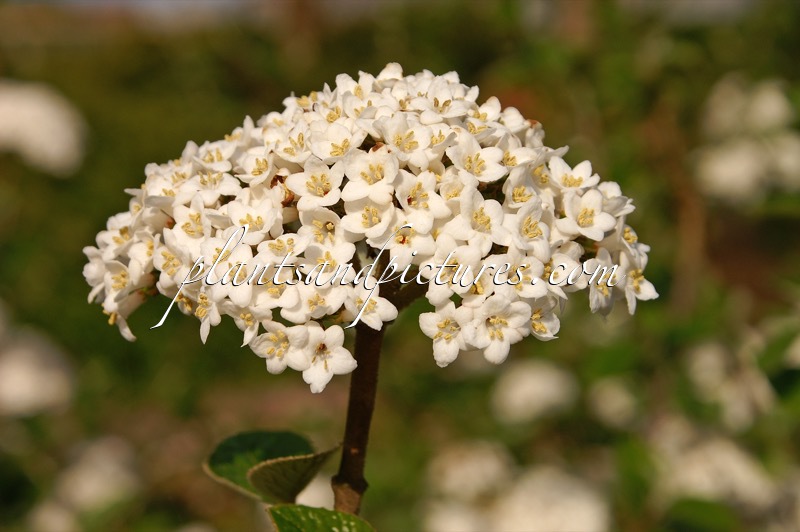 Viburnum burkwoodii ‘Annika’