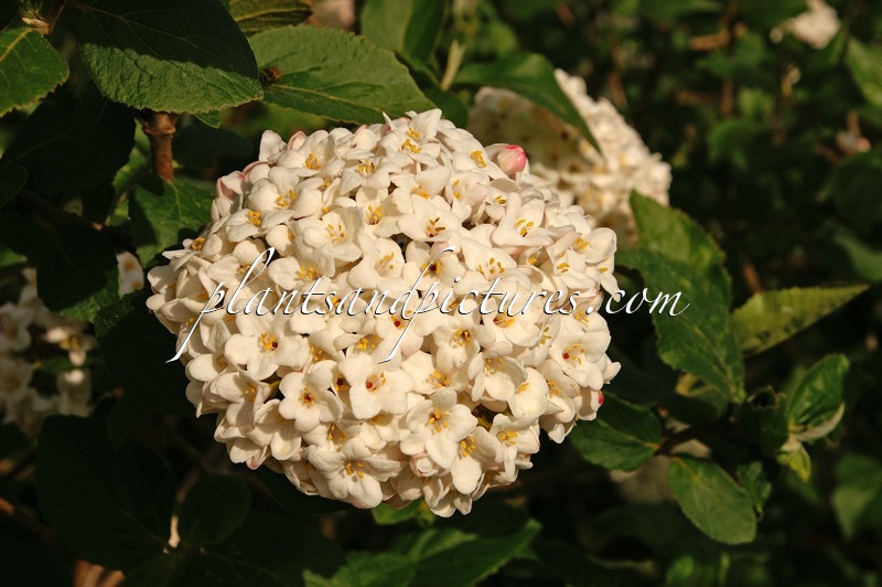 Viburnum carlcephalum