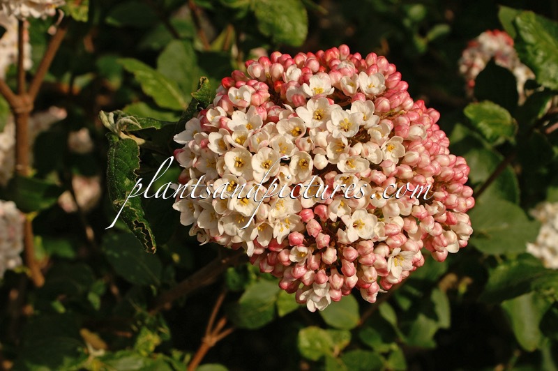 Viburnum carlcephalum