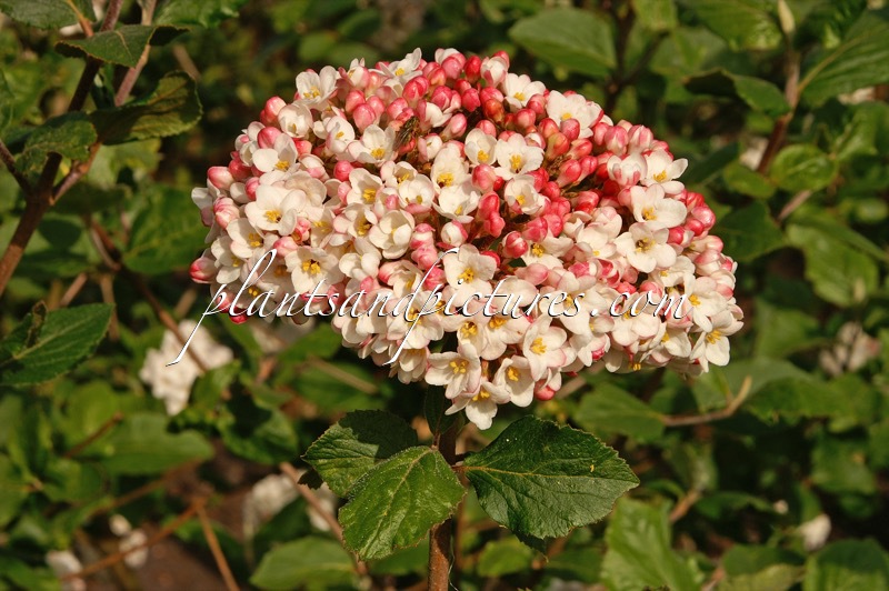 Viburnum carlcephalum