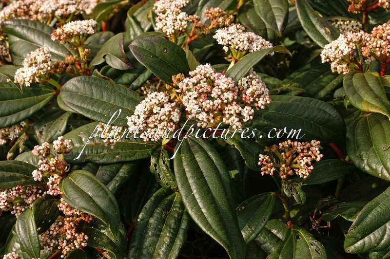 Viburnum davidii