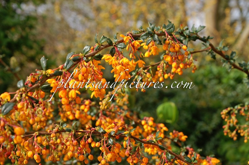 Berberis stenophylla ‘Crawley Gem’