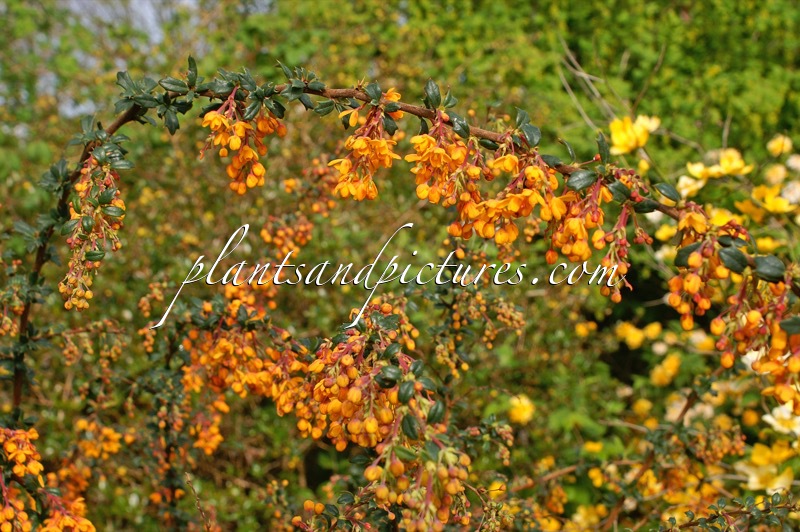 Berberis stenophylla ‘Crawley Gem’