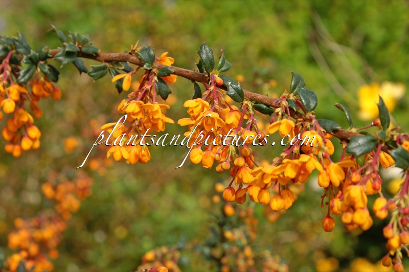 Berberis stenophylla ‘Crawley Gem’