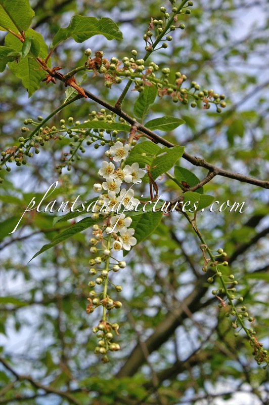 Prunus padus ‘Watereri’