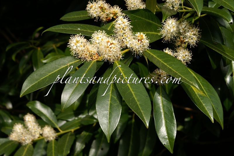 Prunus laurocerasus ‘Herbergii’