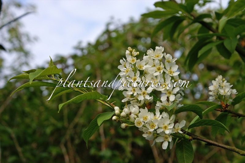 Prunus padus ‘Albertii’