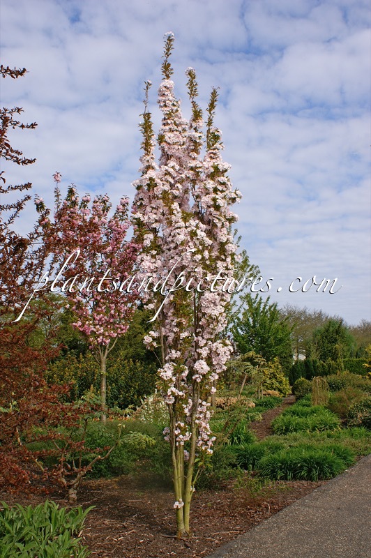 Prunus serrulata ‘Amanogawa’