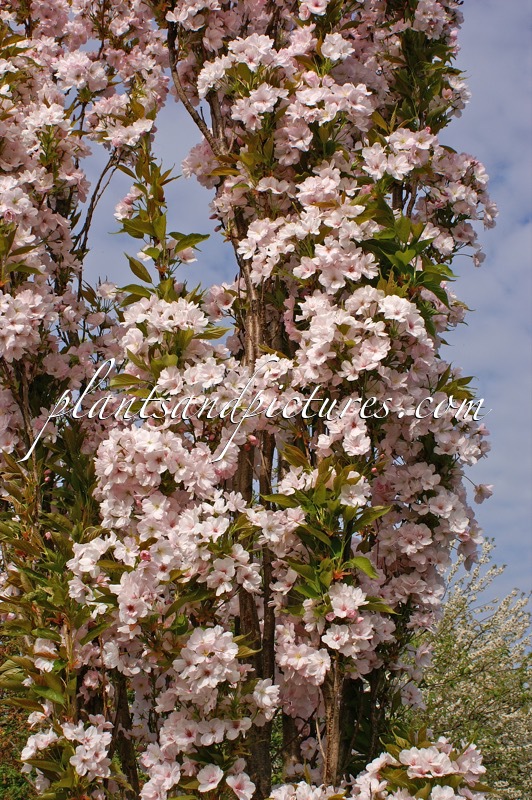 Prunus serrulata ‘Amanogawa’