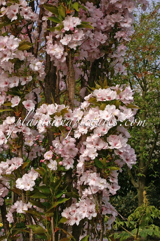 Prunus serrulata ‘Amanogawa’