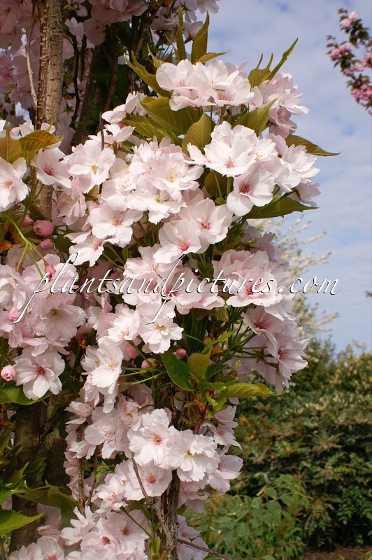 Prunus serrulata ‘Amanogawa’