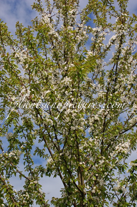 Prunus avium ‘Landscape Bloom’