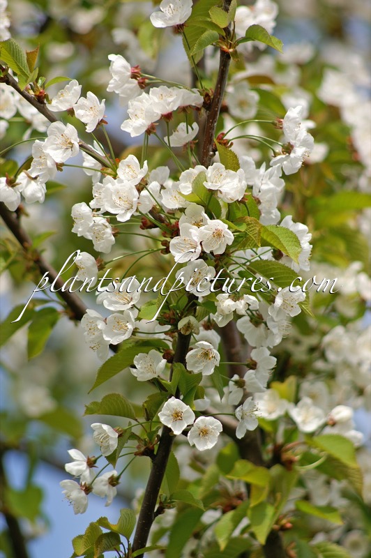 Prunus avium ‘Landscape Bloom’