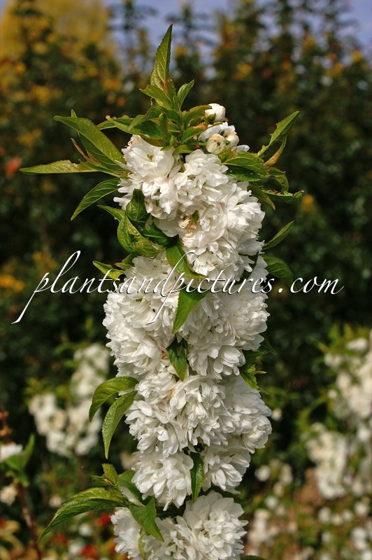 Prunus glandulosa ‘Alba Plena’
