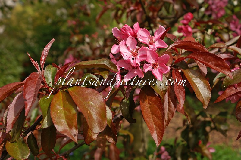 Malus ‘Liset’